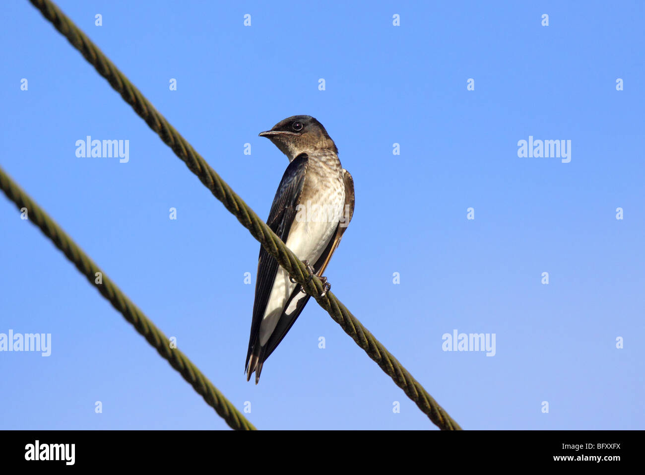 Grey-breasted Martin Banque D'Images