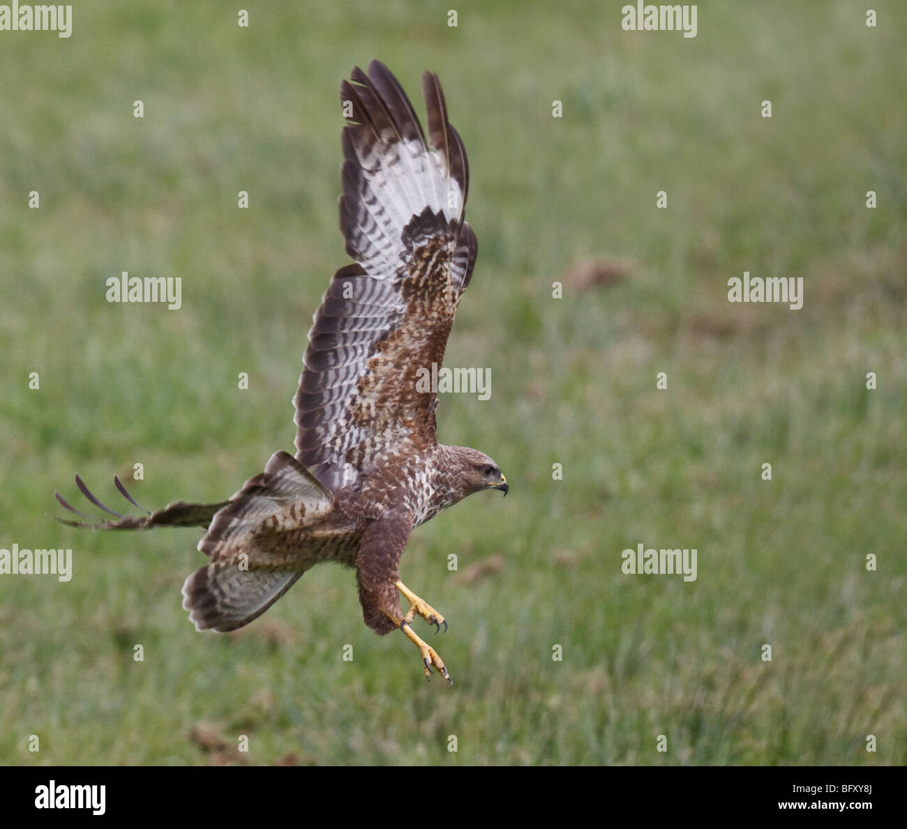 Buteo buteo Buzzard en vol, arrivant sur la terre. Banque D'Images