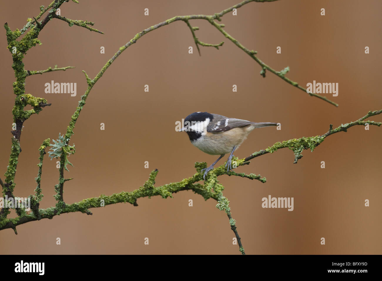 Une vue latérale d'une Mésange noire, Periparus ater encadré par une branche couverte de lichen Banque D'Images