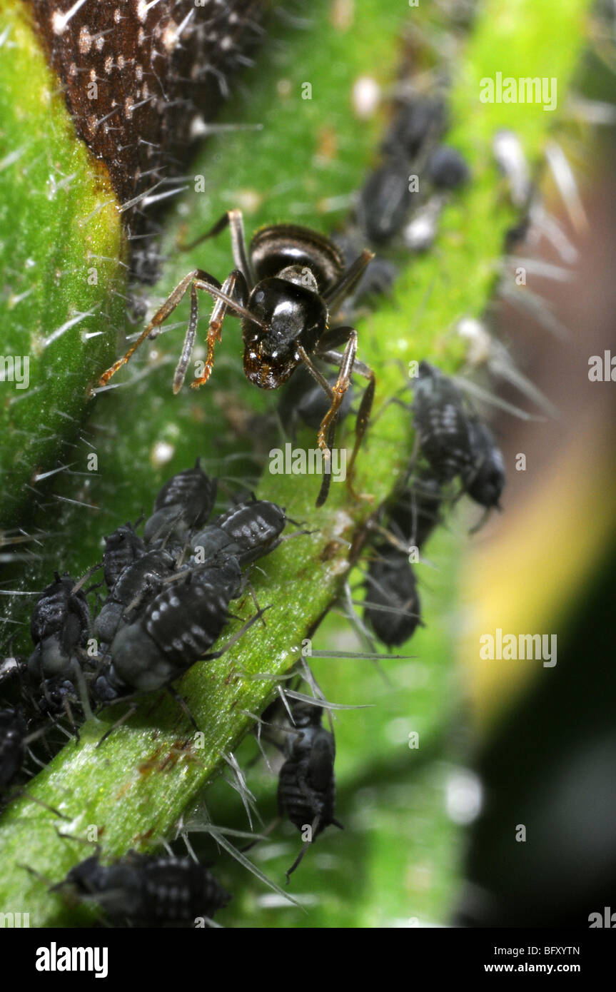 Fourmi Lasius niger (jardin) pucerons noir tendance Banque D'Images