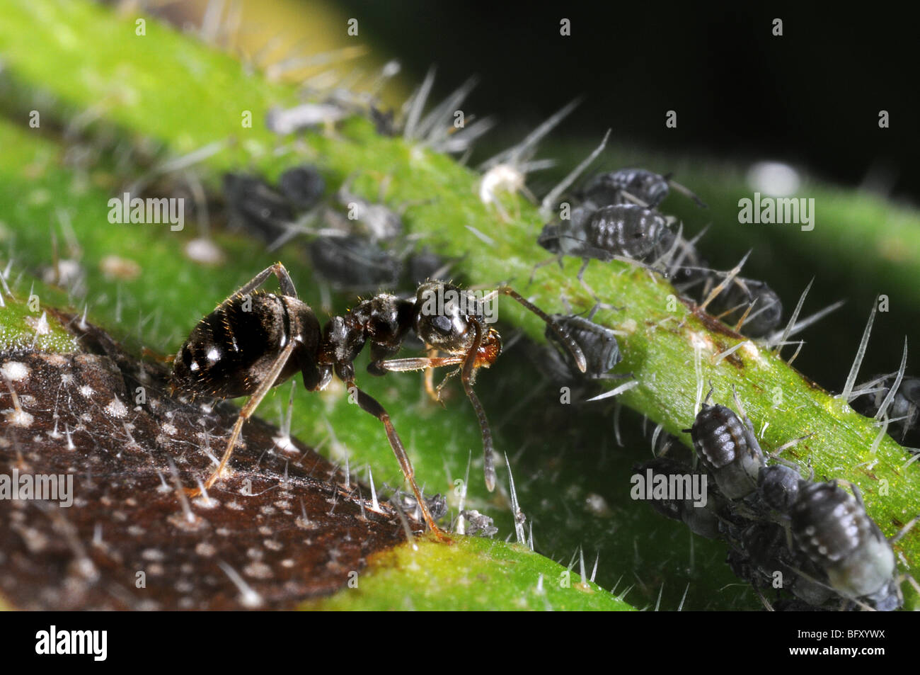 Fourmi Lasius niger (jardin) pucerons noir tendance Banque D'Images