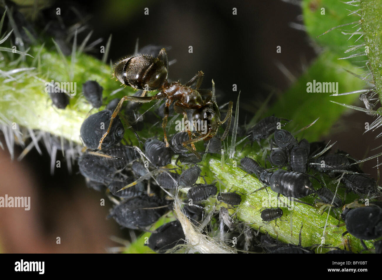 Fourmi Lasius niger (jardin) pucerons noir tendance Banque D'Images
