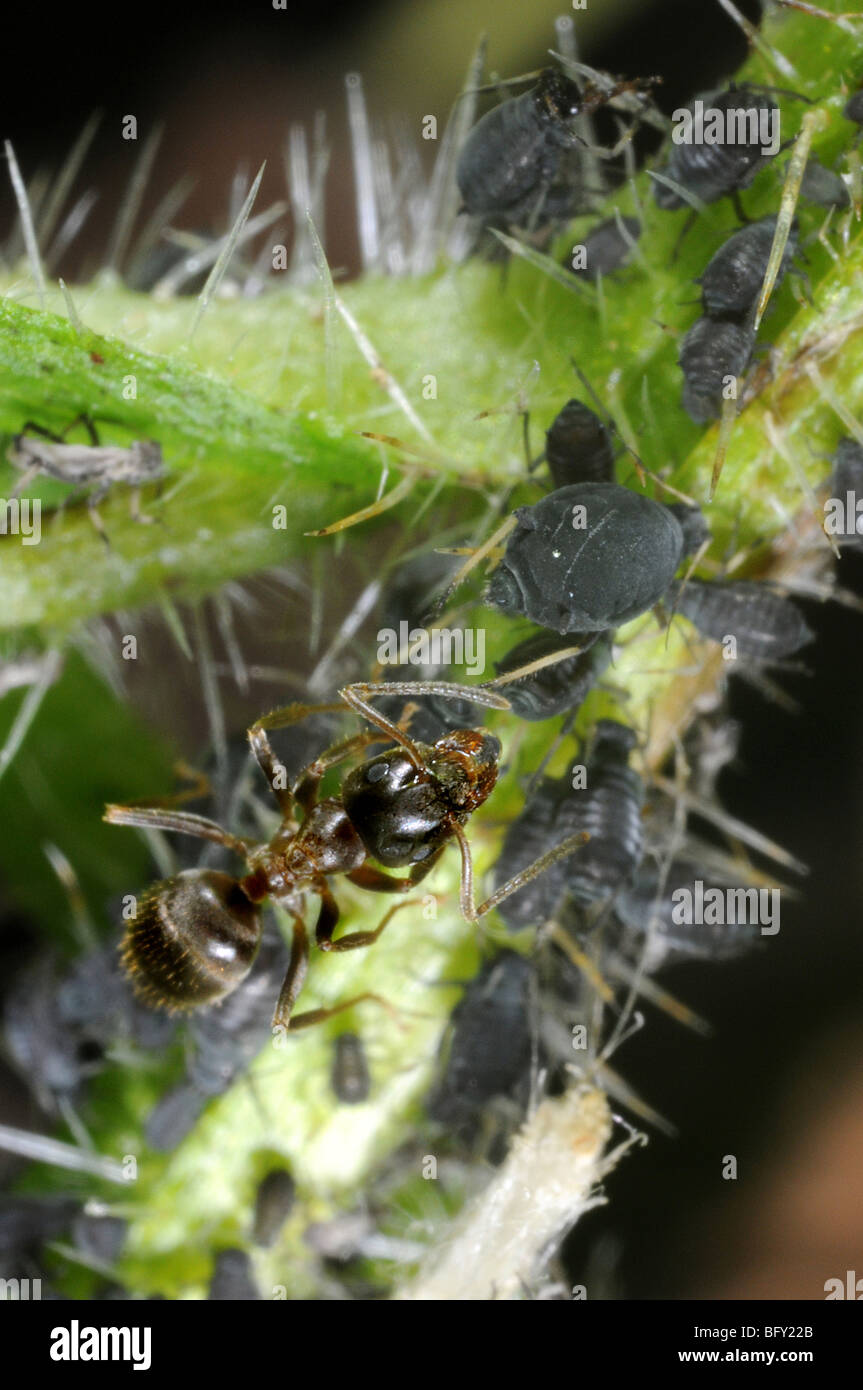 Fourmi Lasius niger (jardin) pucerons noir tendance Banque D'Images