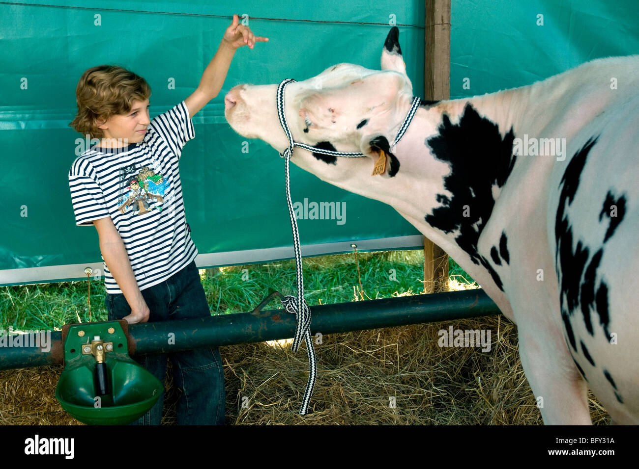 Un garçon teasing ludique de attrape un veau fermer l'attention à une foire agricole gasconne Banque D'Images