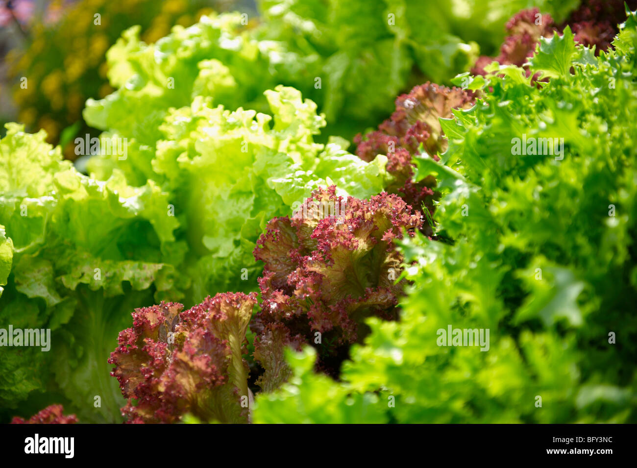 Les cultivars de laitue LACTUCA SATIVA ; Banque D'Images