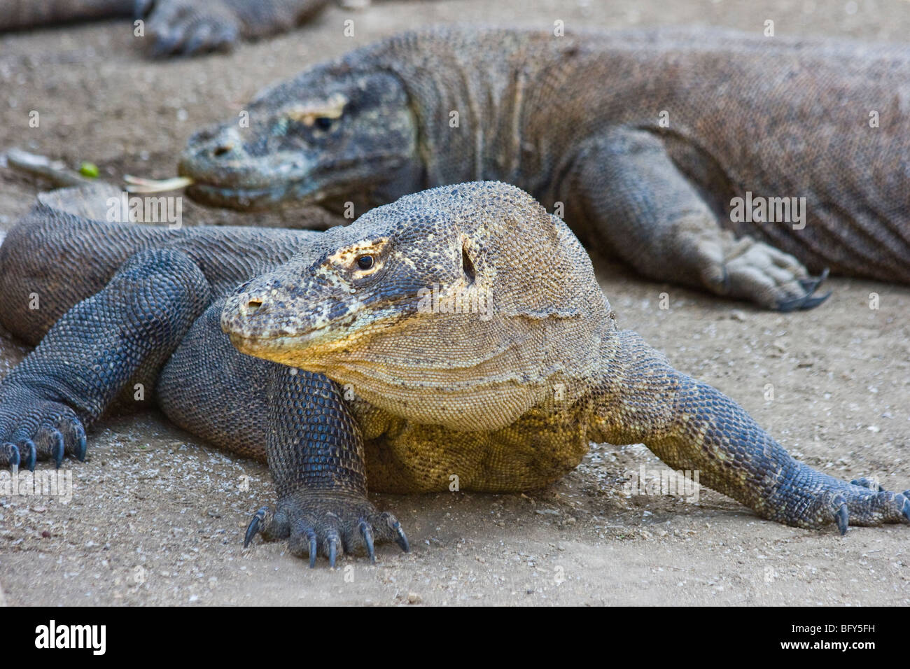 Les Dragons de Komodo, le Parc National de Komodo, Indonésie Banque D'Images