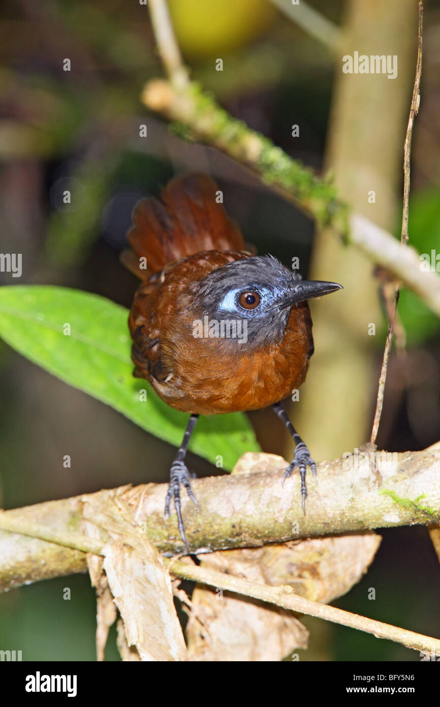 Antbird à dos Banque D'Images