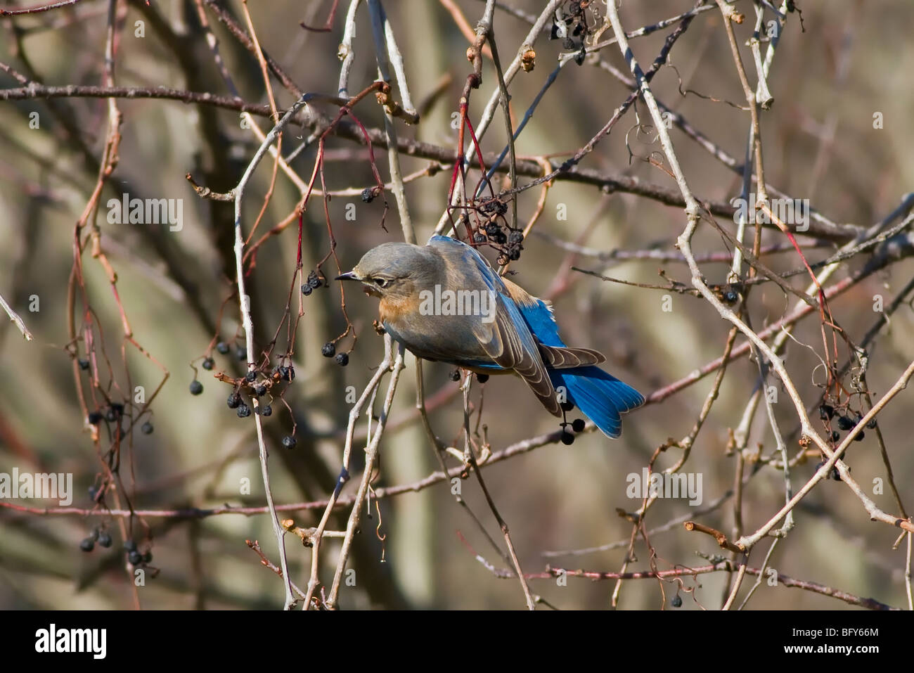 Merlebleu de l'Est Sialia sialis Banque D'Images