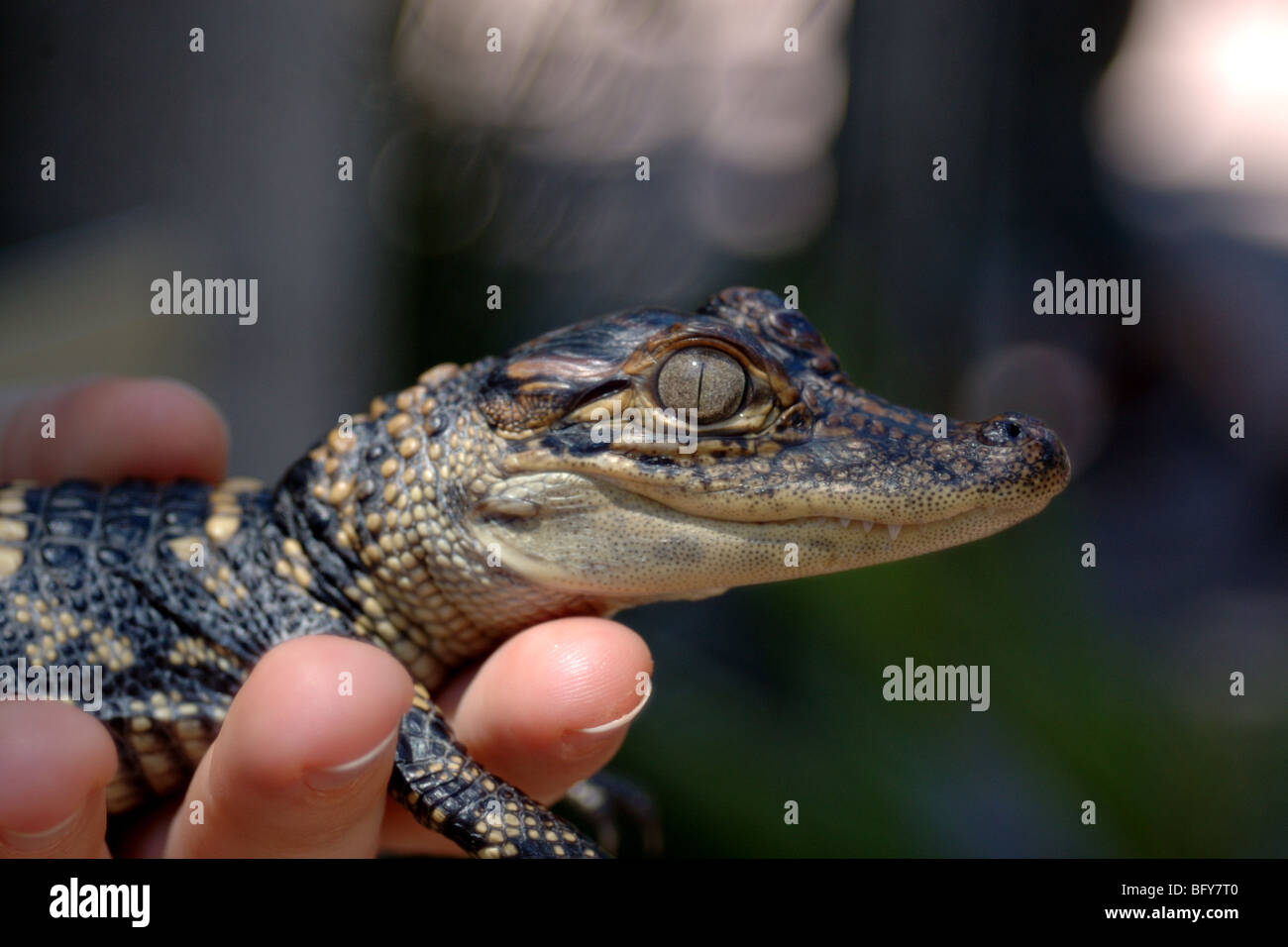 Bebe Crocodile Banque D Image Et Photos Alamy