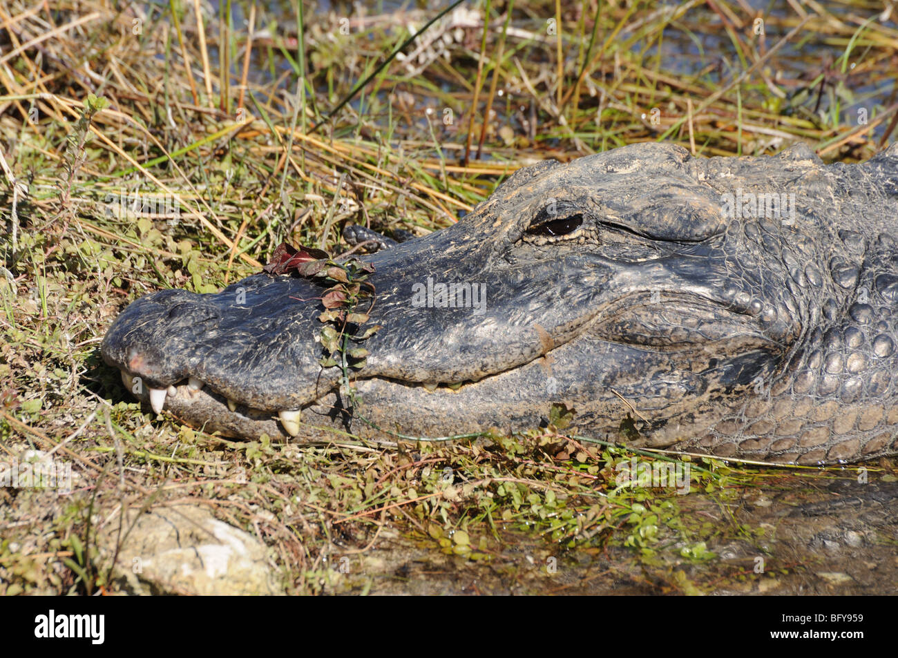 Alligator dans les Everglades, en Floride Banque D'Images