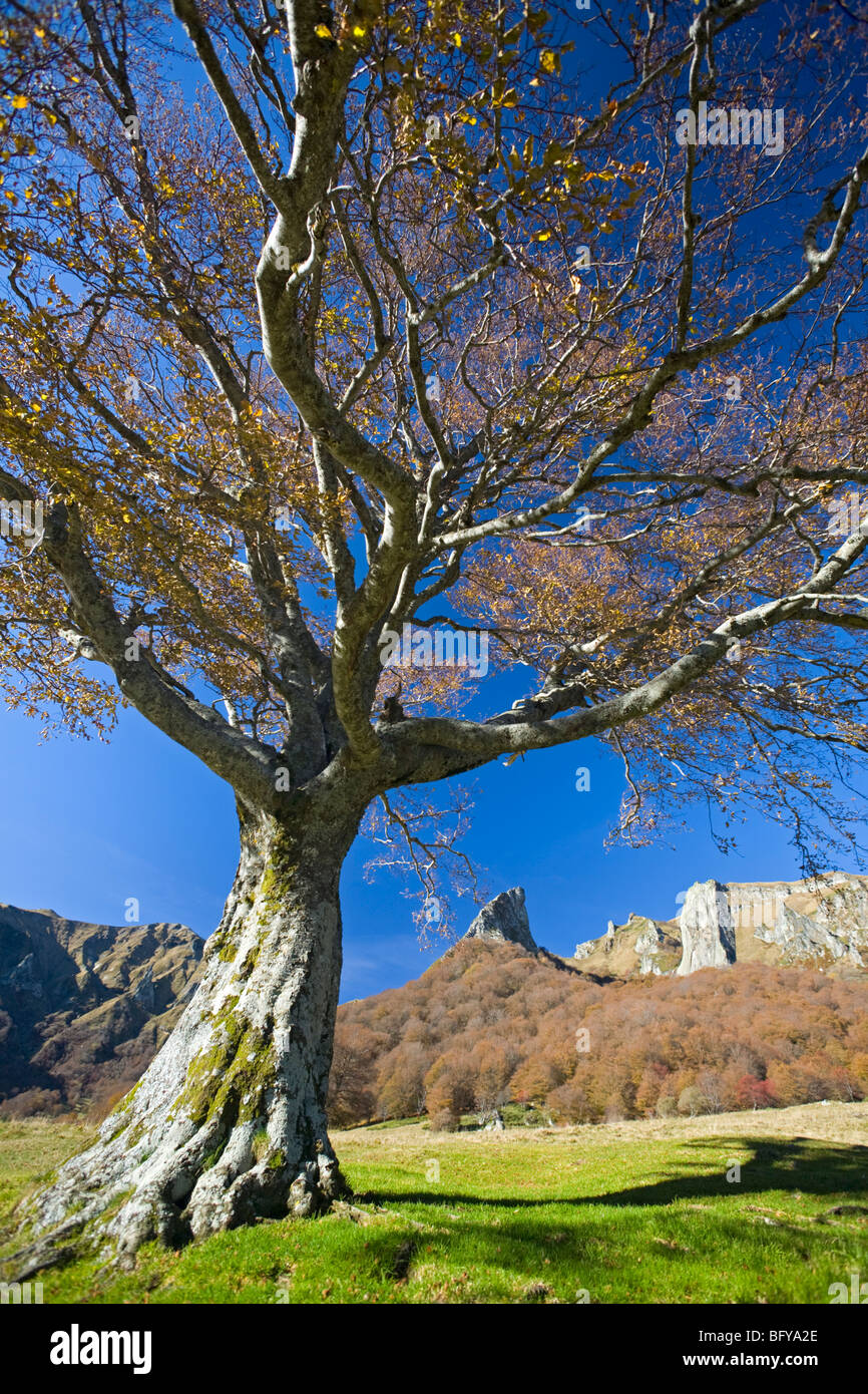 En automne, un hêtre (Fagus sylvatica) dans la Vallée de Chaudefour (Auvergne - France). Bois dans la Vallée de Chaudefour. Banque D'Images