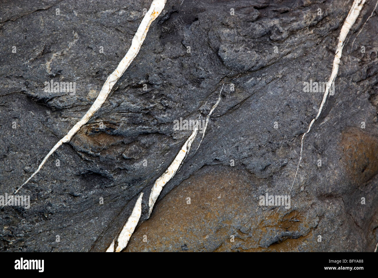 Les filons de quartz dans les rochers à proximité de gourme Crackington Haven ; Cornwall Banque D'Images