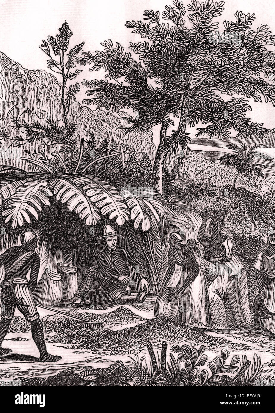 Esclaves sur une plantation de café du Brésil au début des années 1800 Banque D'Images