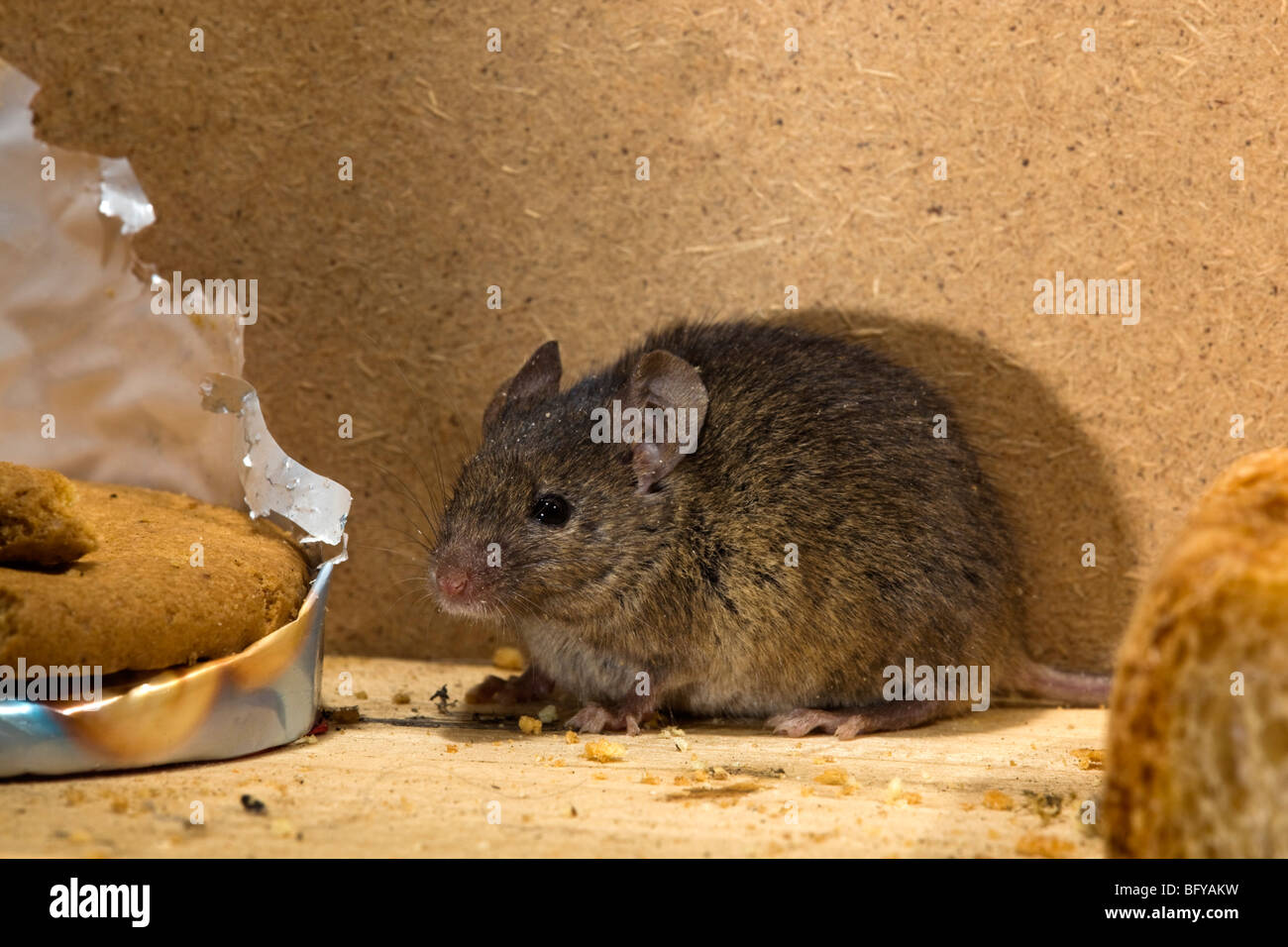 La souris Mus musculus house ; ; avec du pain et des biscuits Banque D'Images