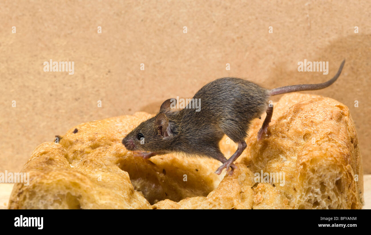 La souris Mus musculus house ; ; escalade sur le pain de pain Banque D'Images