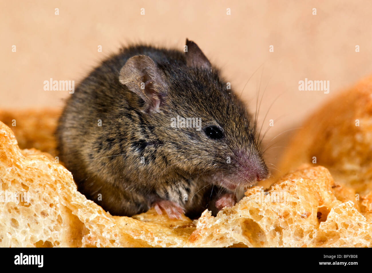 La souris Mus musculus house ; ; escalade sur le pain de pain Banque D'Images