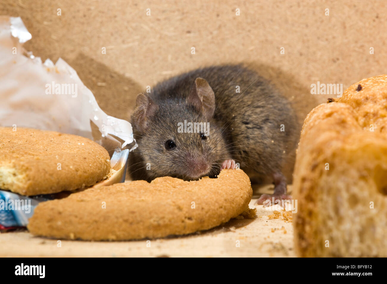 House mouse, Mus musculus, manger un biscuit Banque D'Images