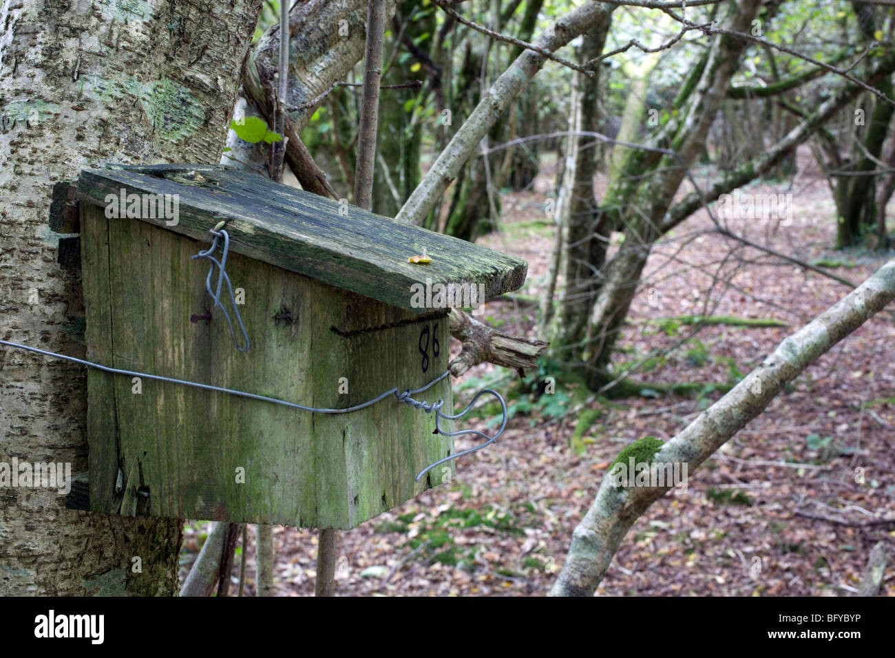 Redmoor wildlife trust ; réserver ; dormeuse nichoir Banque D'Images