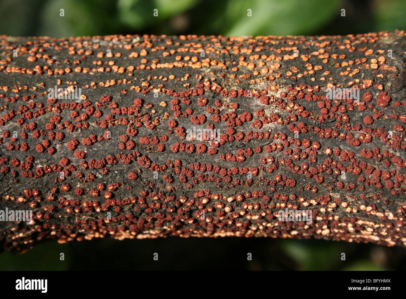 Stade des périthèces de champignon Nectria cinnabarina corail prises à Martin simple WWT, Lancashire, UK Banque D'Images