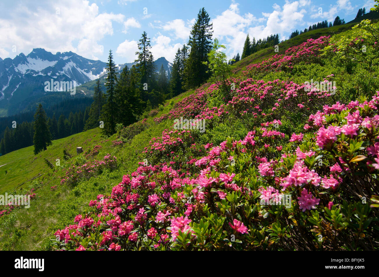 Rhododendron (Rhododendron) sur la montagne Fellhorn, Oberstdorf, Allgaeu, Bavaria, Germany, Europe Banque D'Images