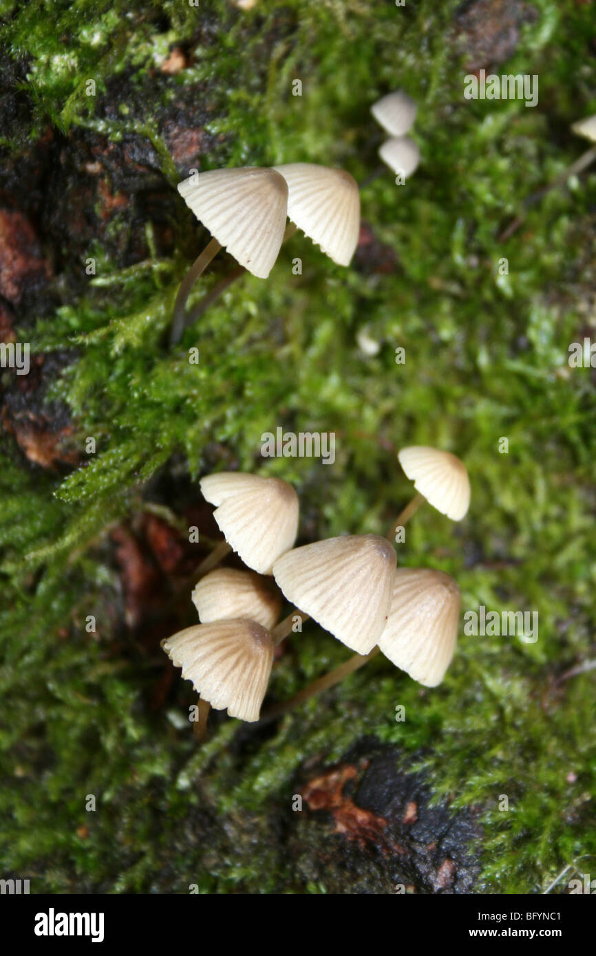 Mycena Champignons poussant sur le tronc de l'arbre Moussu pris à Martin simple WWT, Lancashire, UK Banque D'Images