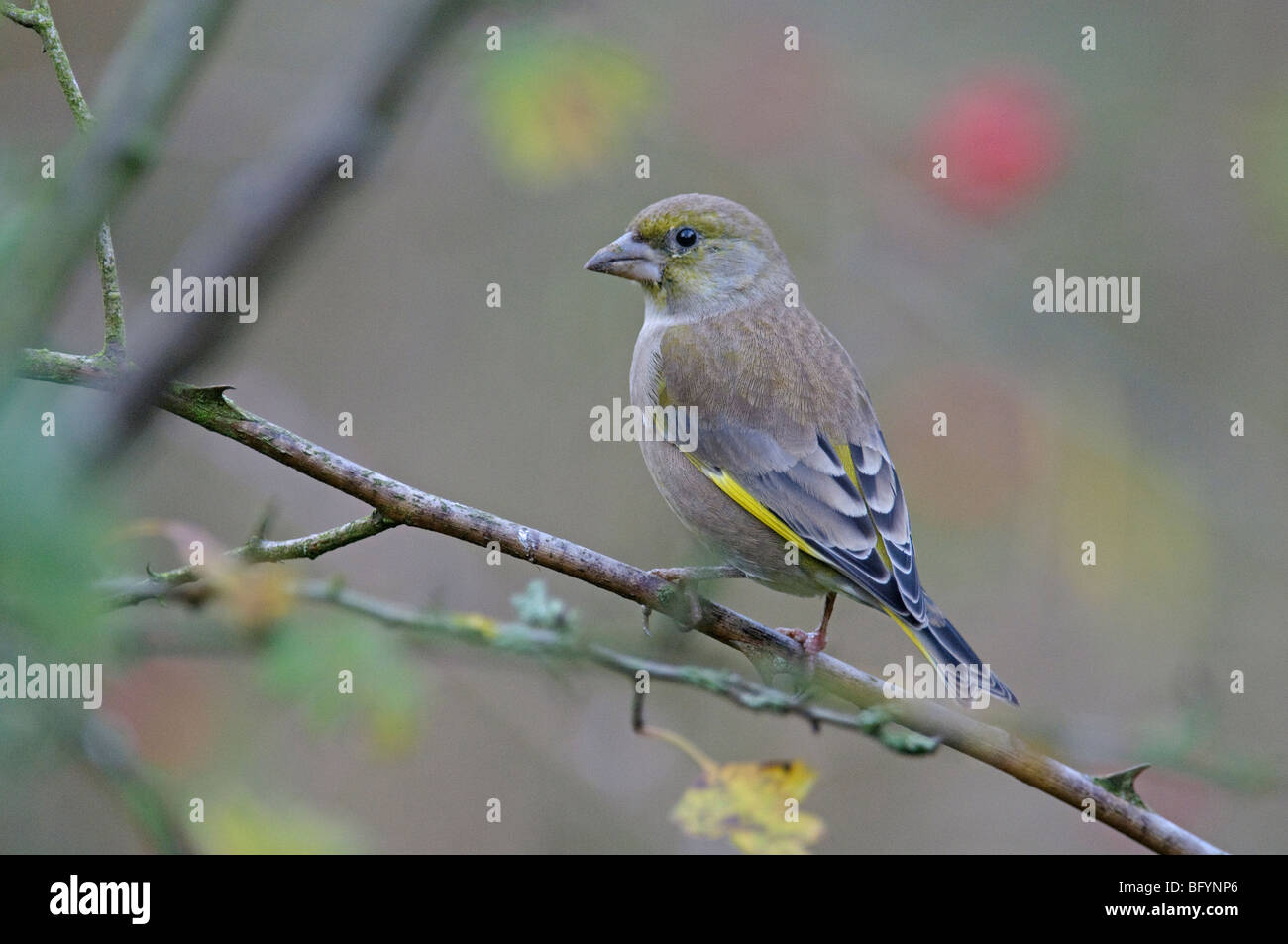 Carduellis chloris Greenfinch femelle adulte. Le Norfolk. Novembre. Banque D'Images