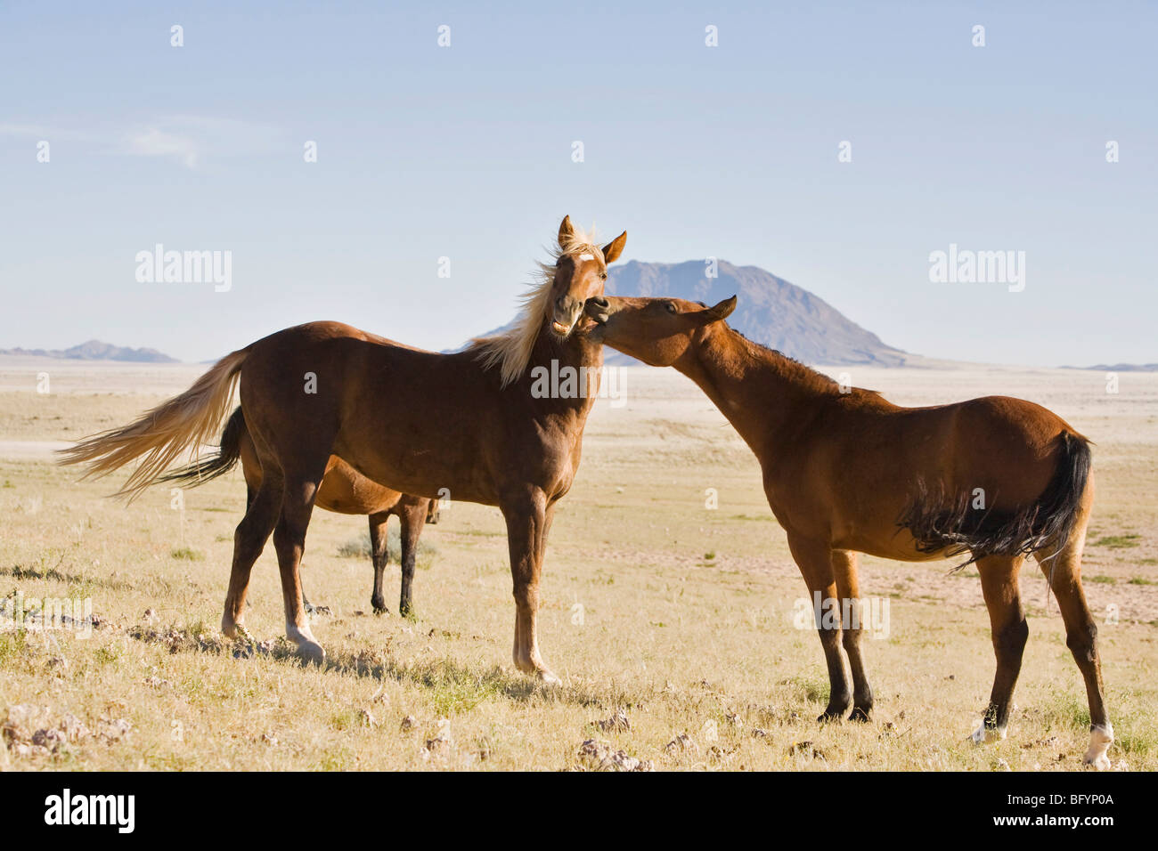 Les chevaux sauvages, les chevaux de l'ancienne protection de la Schutztruppe troupes en Namibie, Afrique Banque D'Images