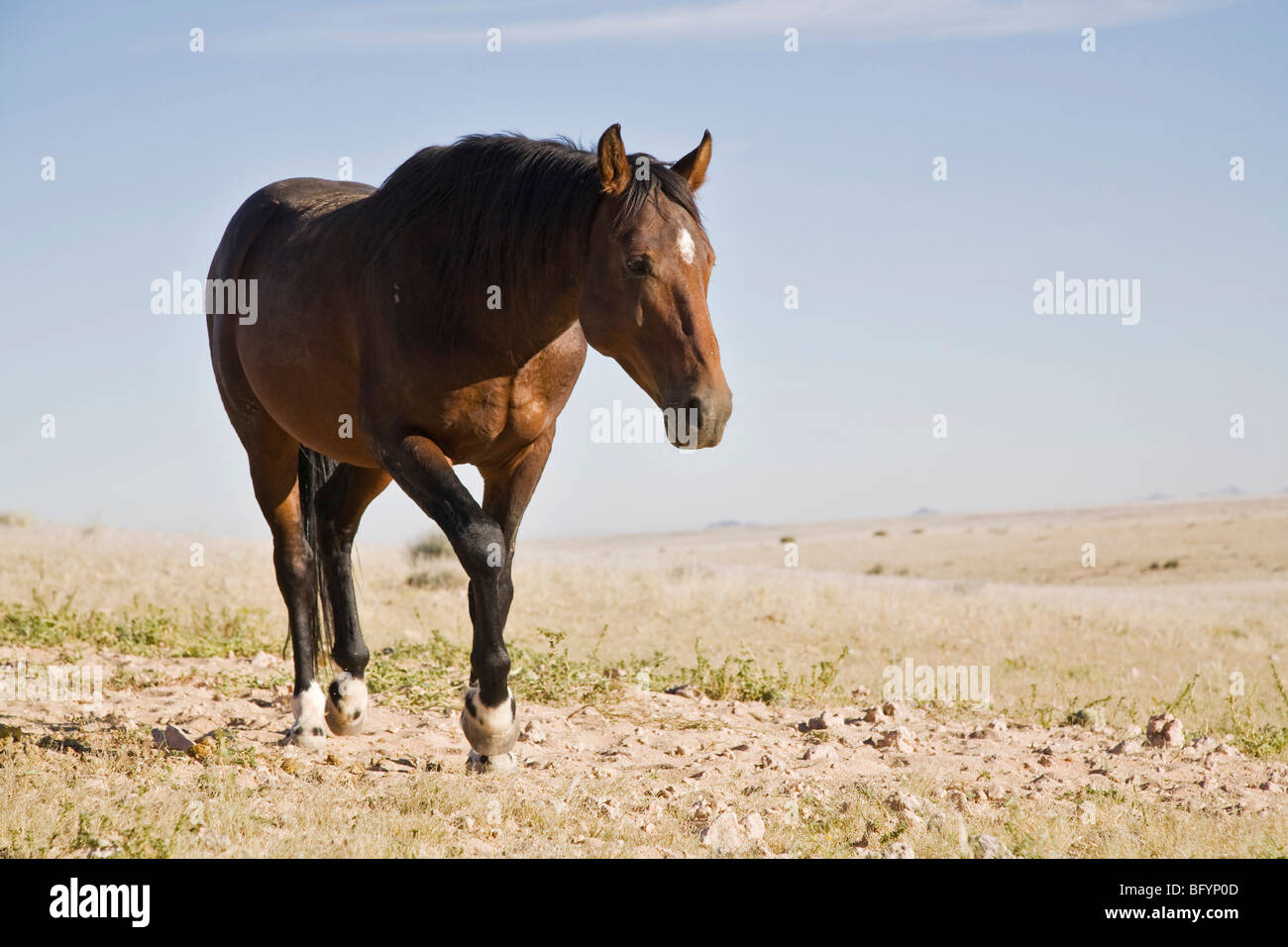 Wild Horse, cheval de l'ancienne protection de la Schutztruppe troupes en Namibie, Afrique Banque D'Images