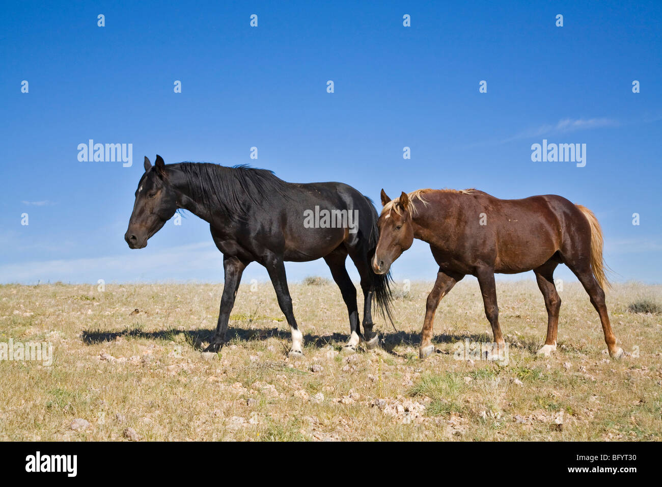 Les chevaux sauvages, les chevaux de l'ancienne protection de la Schutztruppe troupes en Namibie, Afrique Banque D'Images