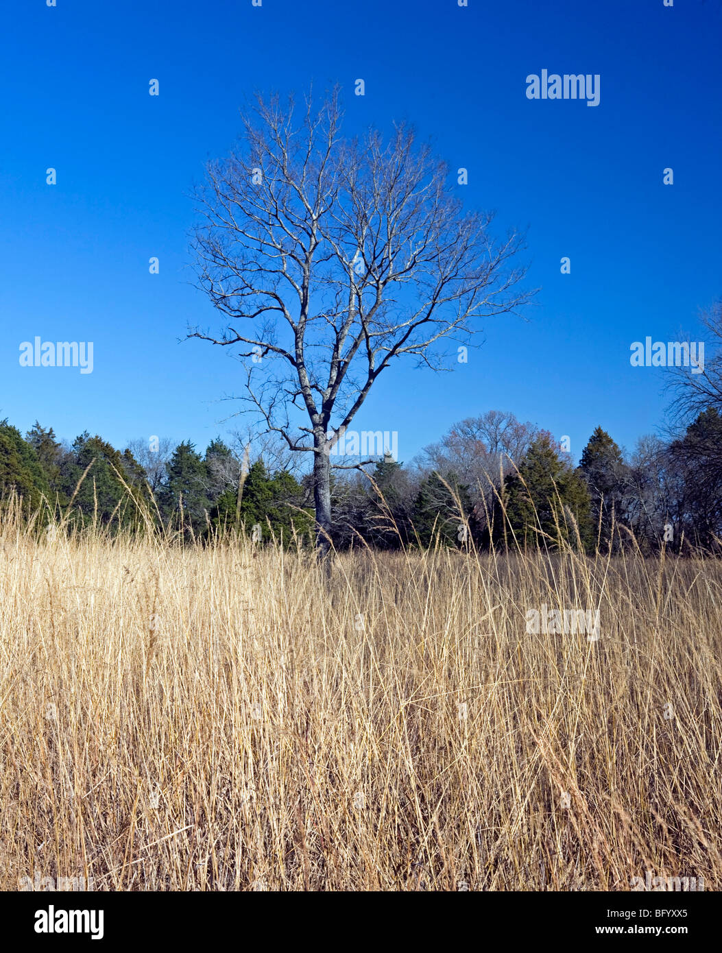 Champ de bataille National de Stones River - Murfreesboro, Tennessee. Banque D'Images