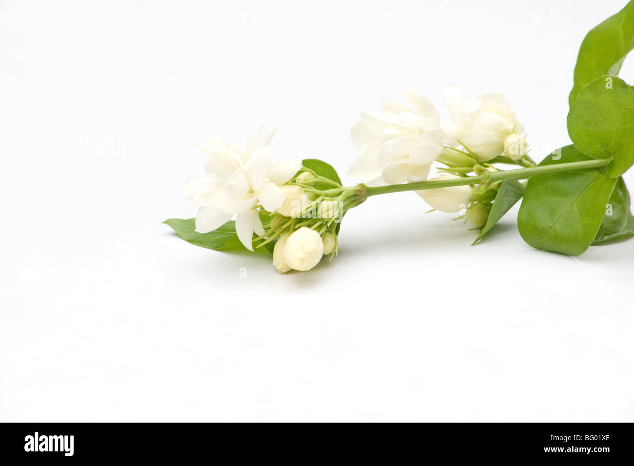 Fleurs de jasmin d'arabie sur fond blanc Banque D'Images