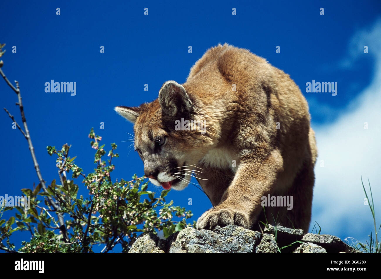 Les jeunes mountain lion (Felis concolor) Banque D'Images