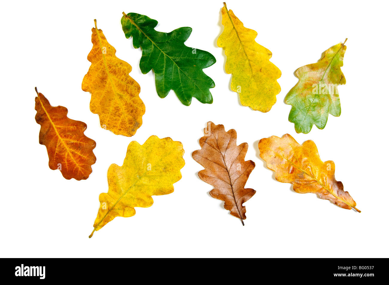 Automne couleur automne feuilles de chêne Banque D'Images