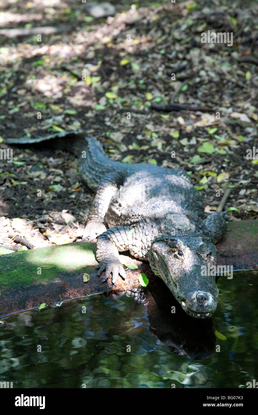 Caïman. Centre de Conservation des tortues marines. Réserve Naturelle de Monterrico, Reserva Natural de Usos multiples. Banque D'Images