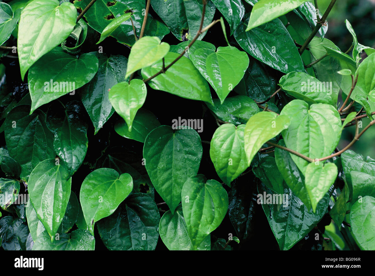 Les feuilles de vigne de bétel (Piper betle), la famille Piperaceae, considérés tant comme un léger stimulant et pour ses propriétés médicinales, l'Inde Banque D'Images