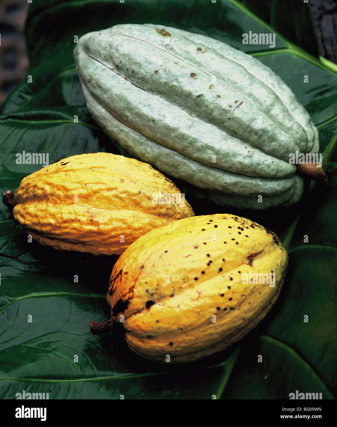 Cacao Banque D'Images