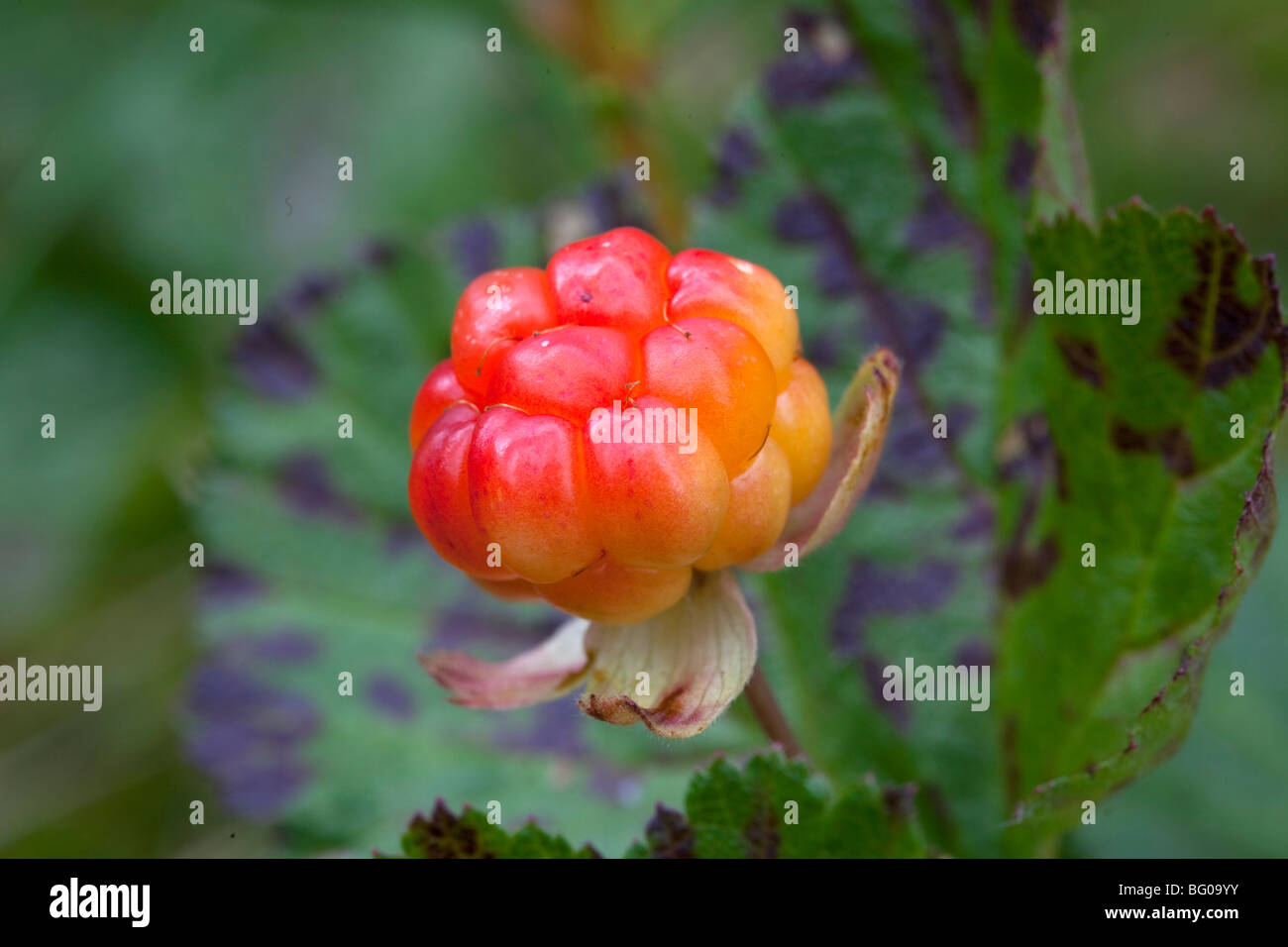 Plaquebière (Rubus chamaemorus), plante avec berry. Banque D'Images