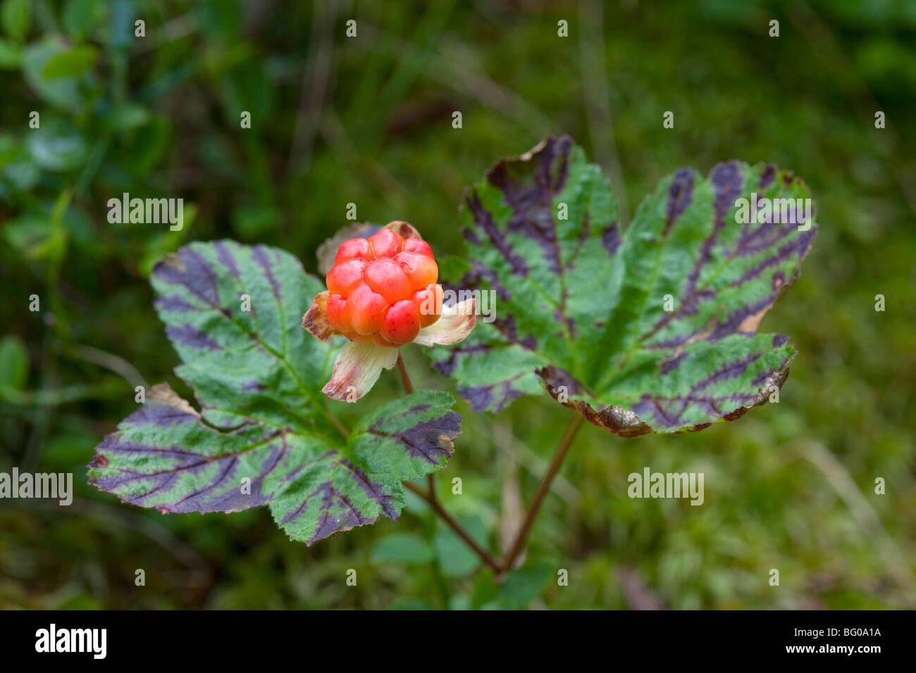 Plaquebière (Rubus chamaemorus), plante avec berry Banque D'Images