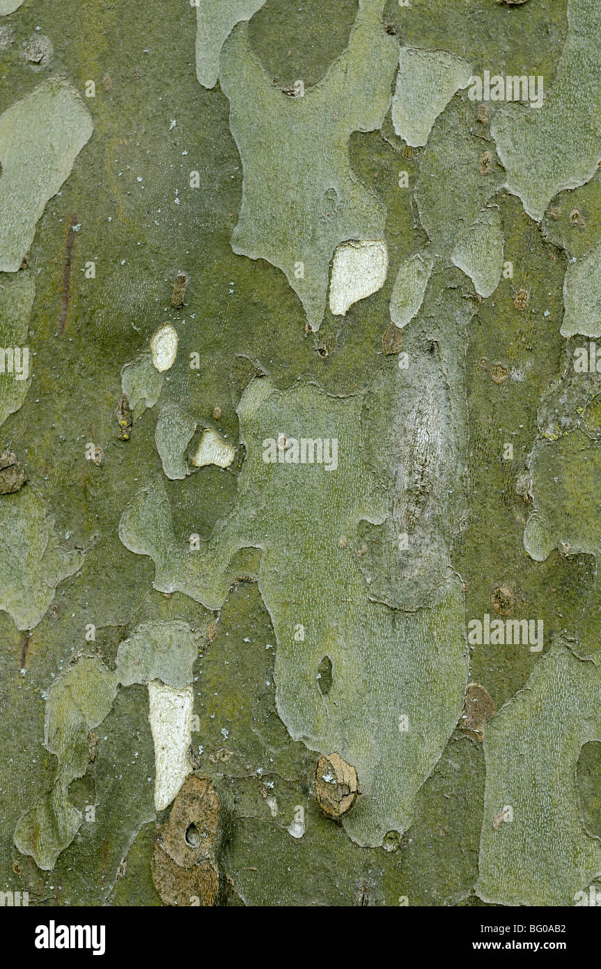 Avion à destination de Londres (Platanus x acerifolia, Platanus x hispanica). Close-up de l'écorce. Banque D'Images