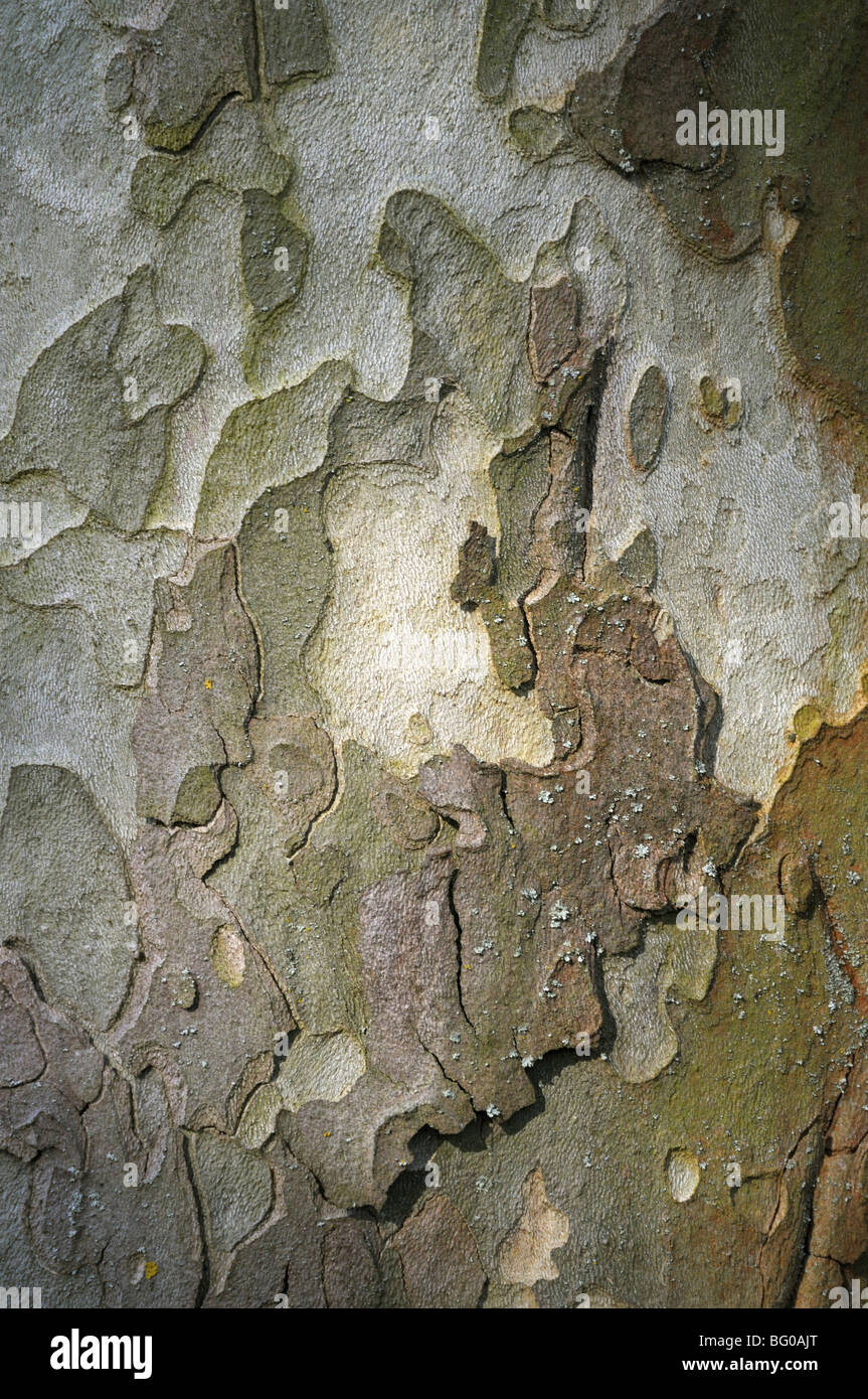 Avion à destination de Londres (Platanus x acerifolia, Platanus x hispanica). Close-up de l'écorce. Banque D'Images