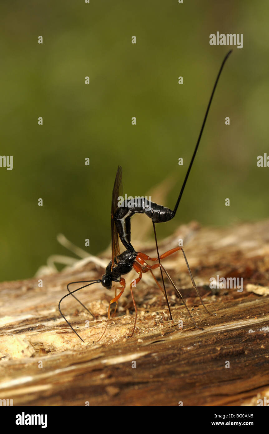 Guêpe mouche ichneumon (Dolichomitus imperator). La guêpe insère l'ovipositeur dans une cavité qui contient une larve de l'hôte. Banque D'Images