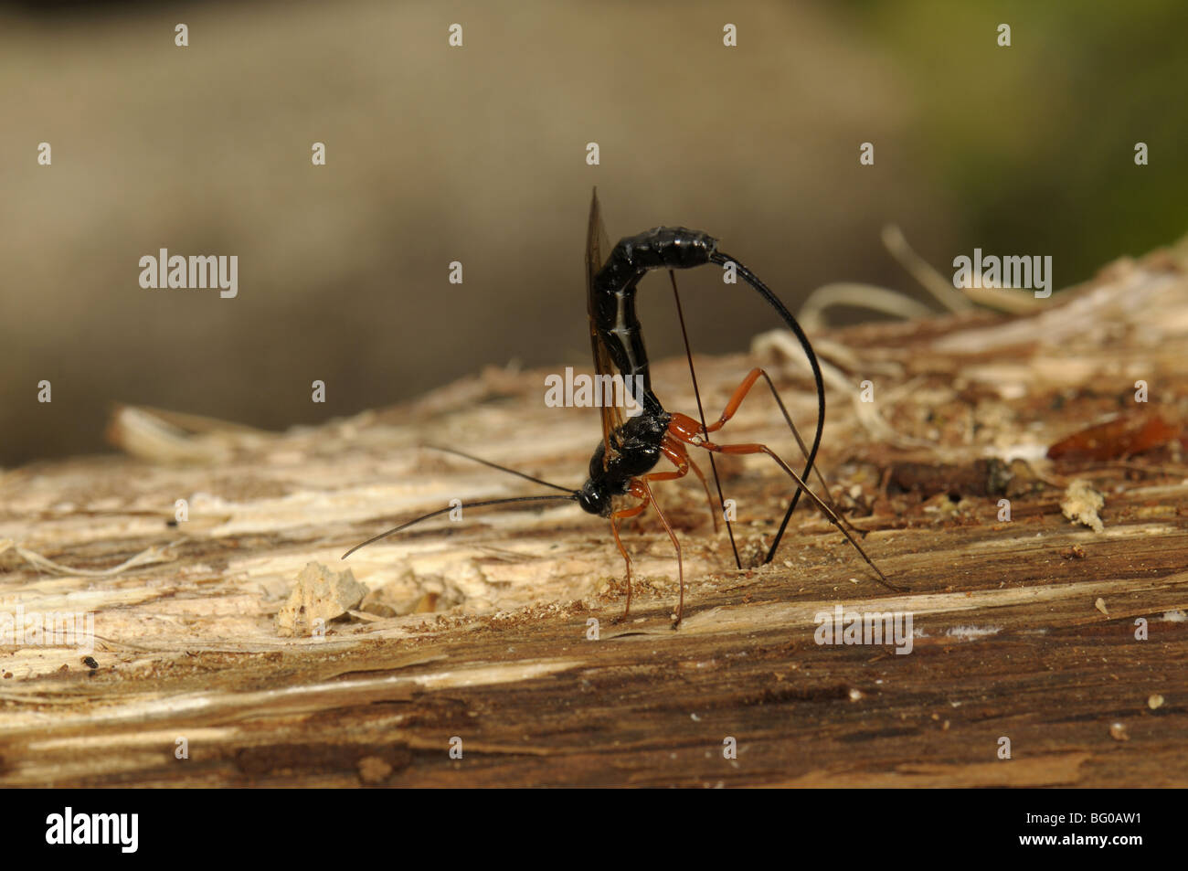 Guêpe mouche ichneumon (Dolichomitus imperator). Avec le temps, l'ovipositeur wasp perce un trou dans l'écorce. Banque D'Images