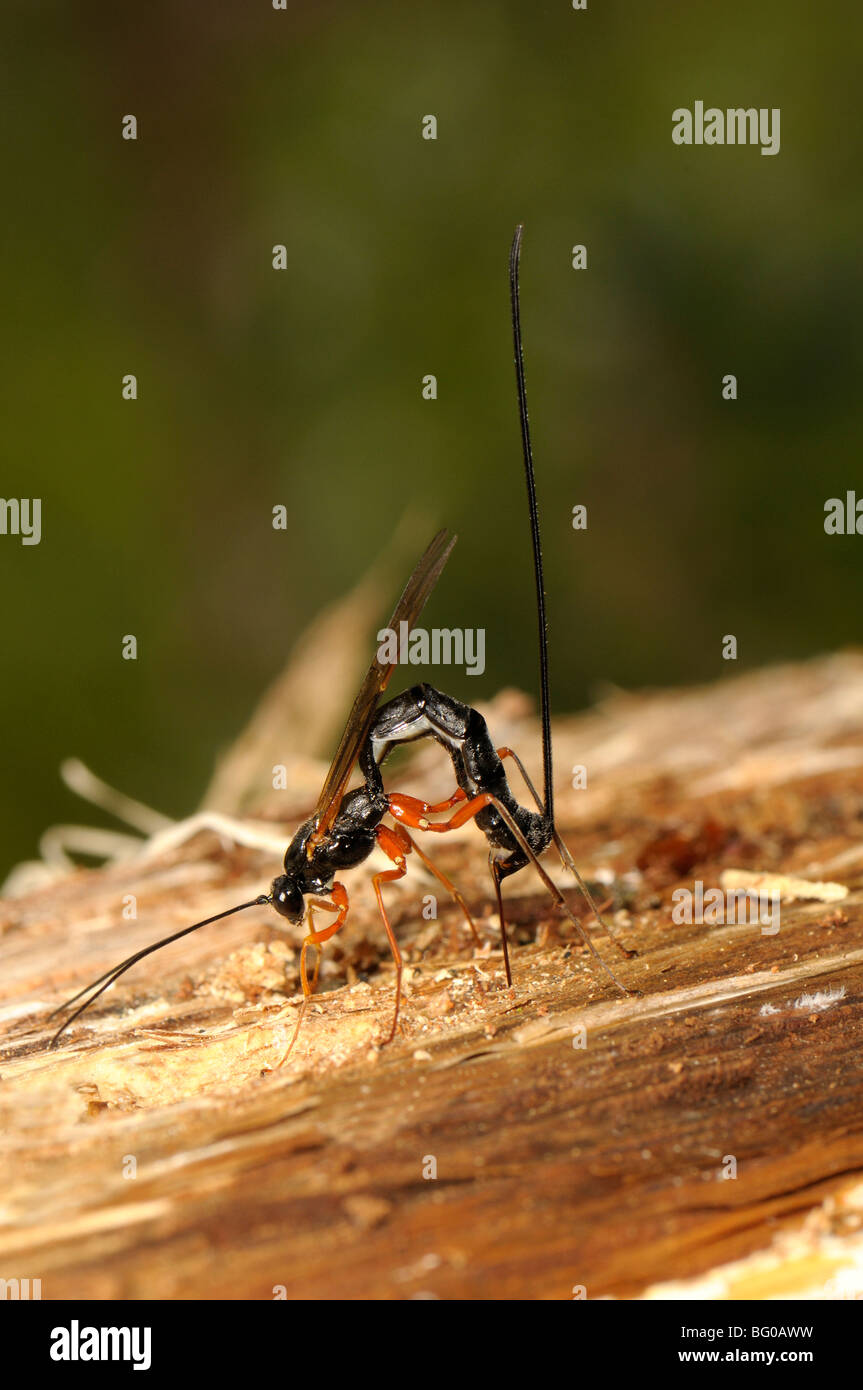 Guêpe mouche ichneumon (Dolichomitus imperator). La guêpe dépose ses oeufs dans une larve de l'hôte. Banque D'Images