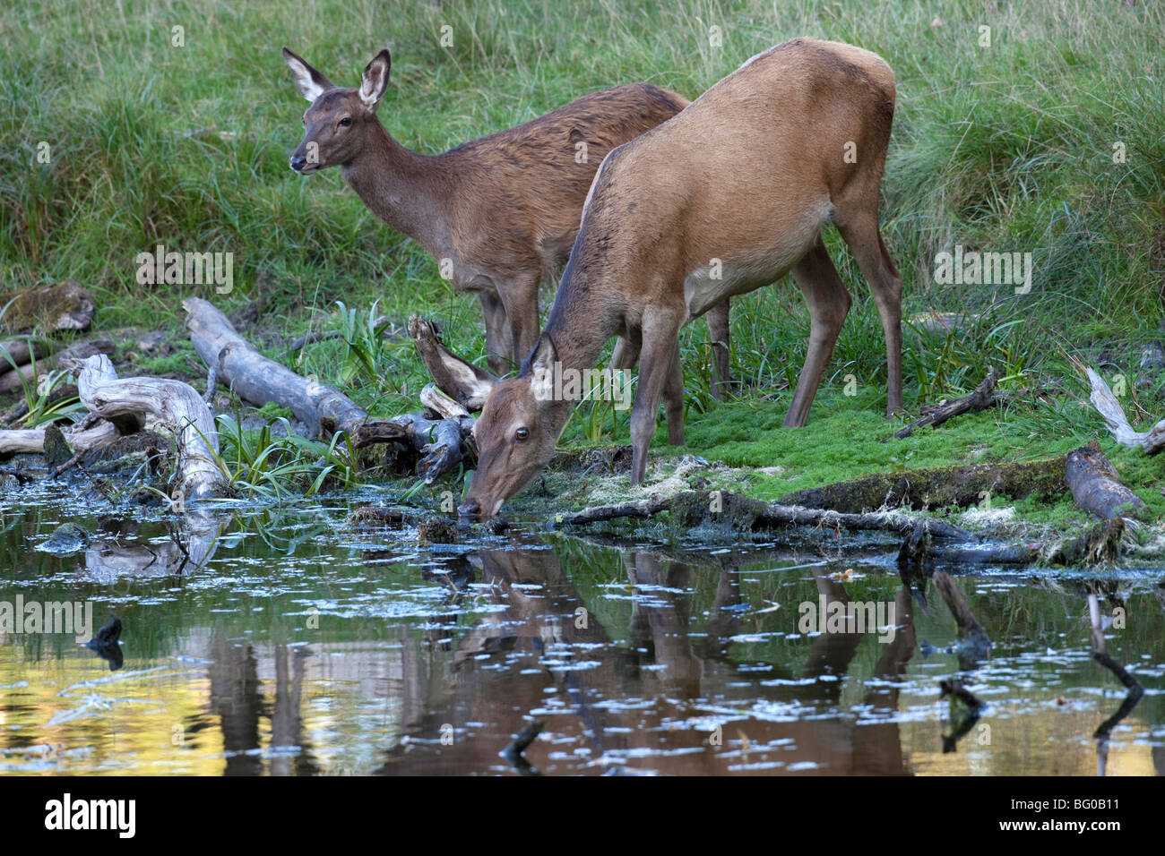 Red Deer (Cervus elaphus). Hind et potable veau d'un étang. Banque D'Images