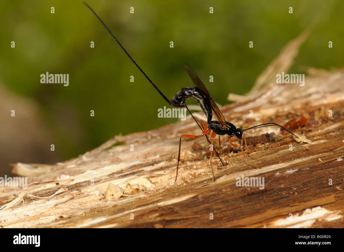 Guêpe mouche ichneumon (Dolichomitus imperator). La guêpe dépose ses oeufs dans une larve de l'hôte. Banque D'Images