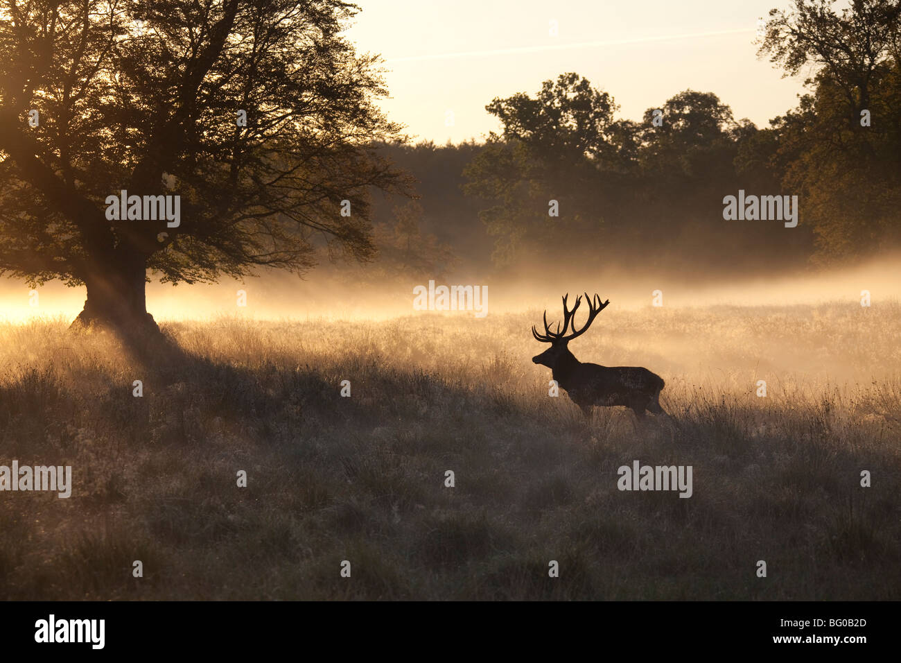 Red Deer (Cervus elaphus). Stag en brume du matin debout sur un pré. Banque D'Images