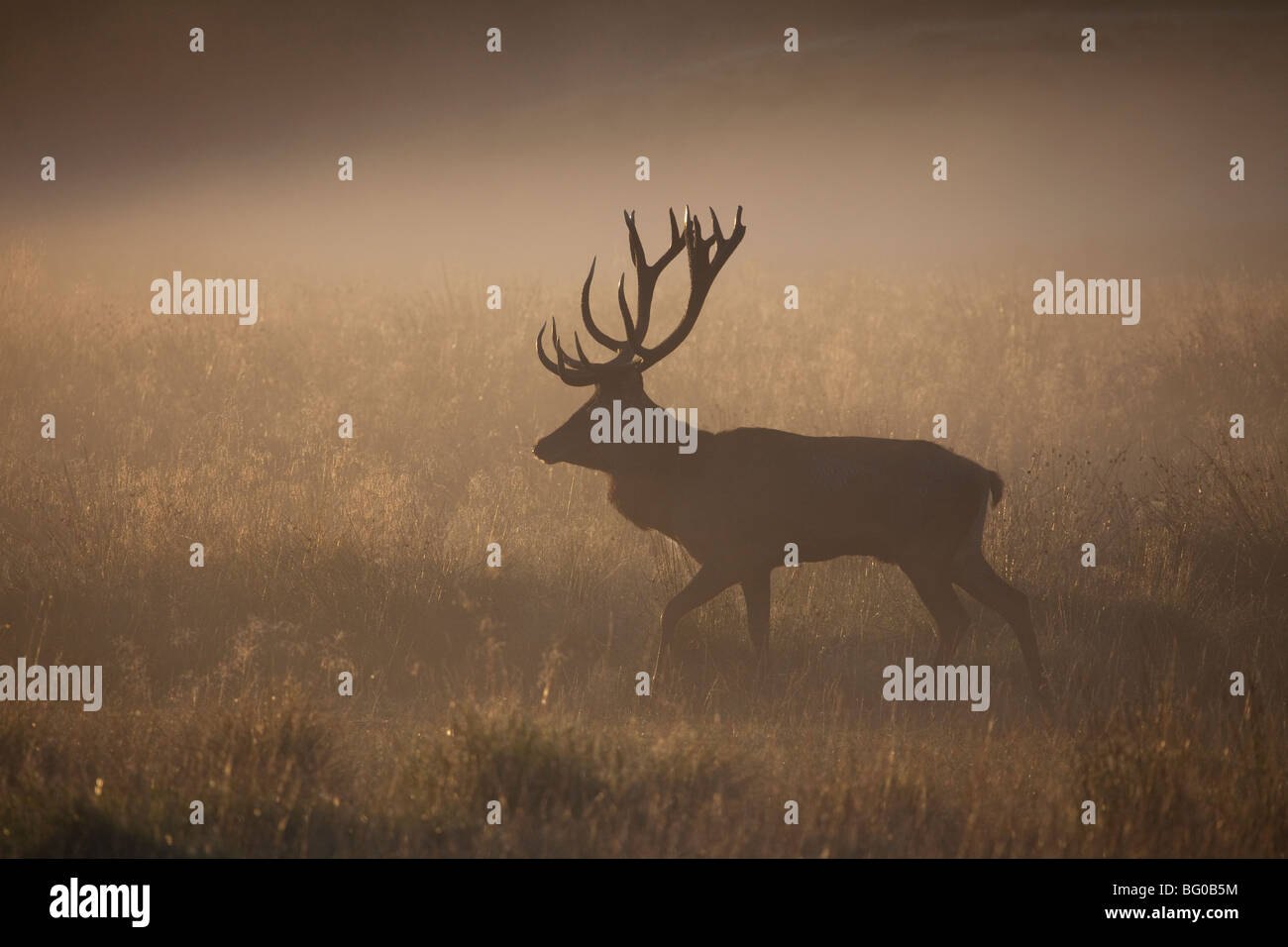 Red Deer (Cervus elaphus). Les enterrements de marcher sur une prairie de brume du matin. Banque D'Images
