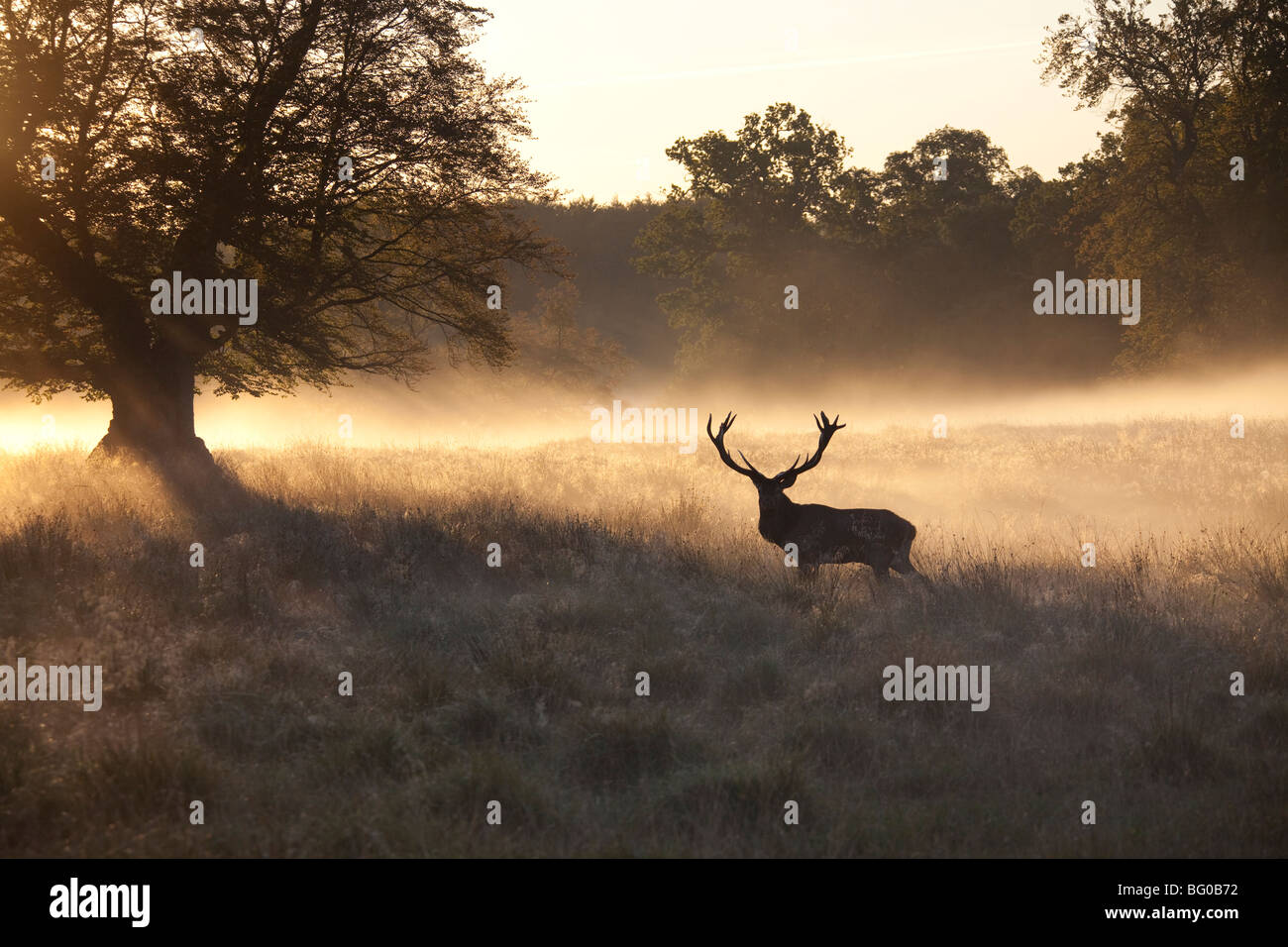 Red Deer (Cervus elaphus). Stag en brume du matin debout sur un pré. Banque D'Images