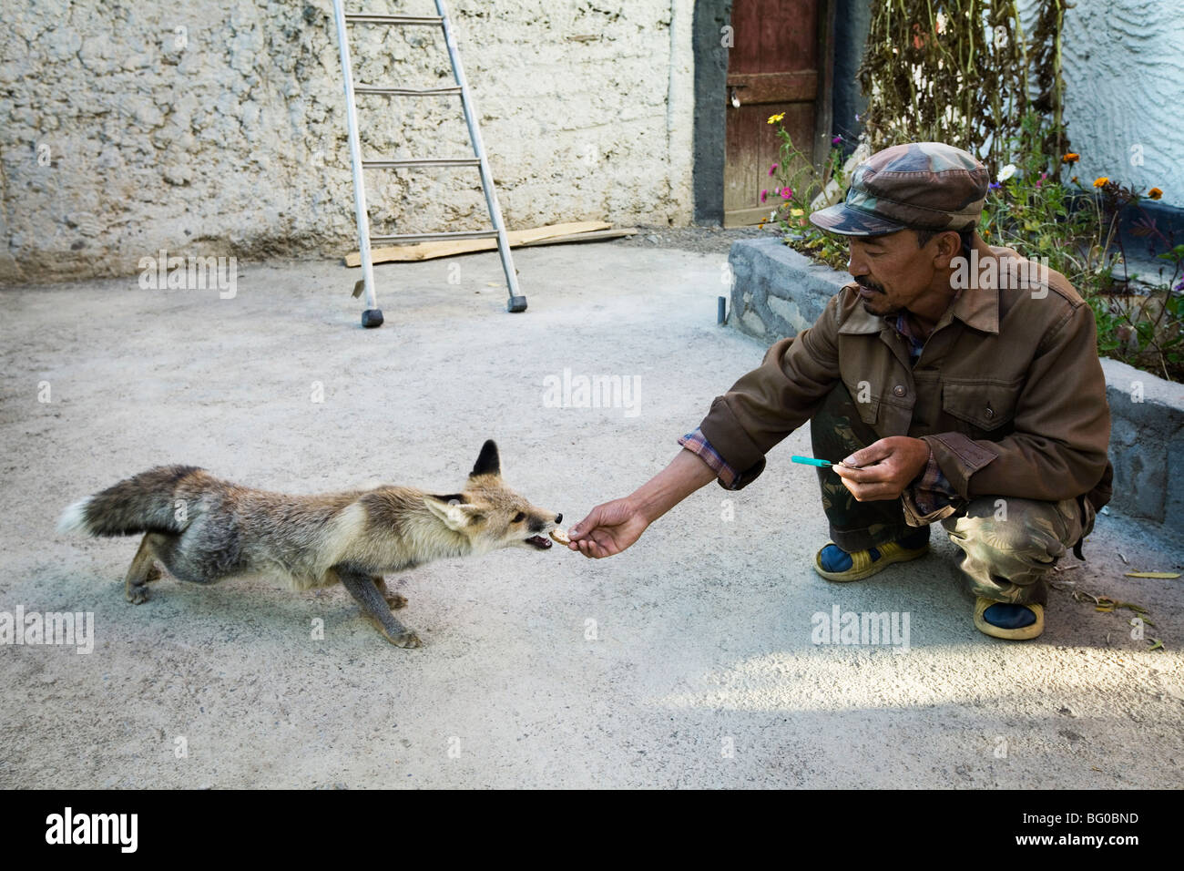 L'homme à nourrir ses animaux de Fox dans le monastère de Lamayuru au Ladakh complexes, Himalaya indien. Banque D'Images