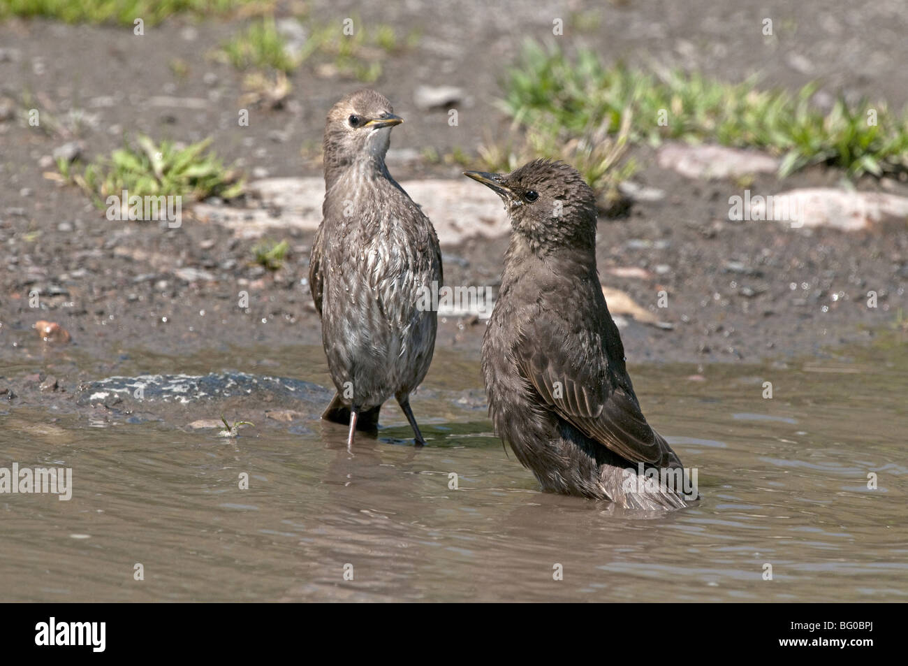 L'Étourneau sansonnet (Sturnus vulgaris). Deux jeunes se baigner dans une flaque. Banque D'Images